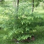 Spice Bush (Lindera Benzoin) 5 seeds