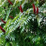 Staghorn Sumac (Rhus Typhina) 20 seeds