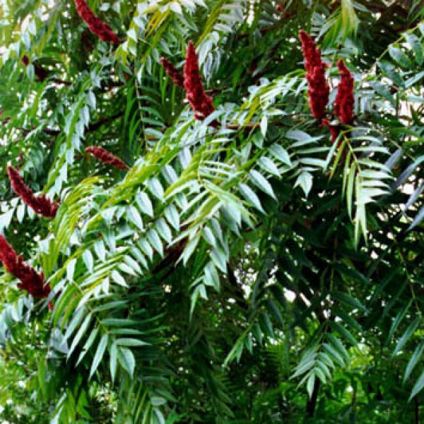 - 100 / 300 / 1000 Seeds Staghorn Sumac Gift Rhus typhina - 100 / 300 / 1000 Seeds Staghorn Sumac Gift Rhus typhina