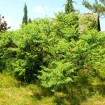 Staghorn Sumac (Rhus Typhina) 20 seeds