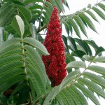 Staghorn Sumac (Rhus Typhina) 20 seeds