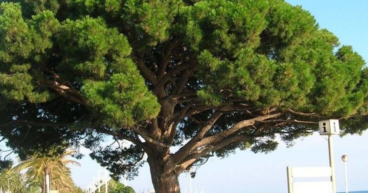 Buy Stone Pine (Pinus Pinea) 5 seeds online Seeds HobbySeeds Store