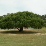 Stone Pine (Pinus Pinea) 5 seeds