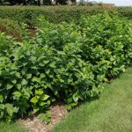 Sweet Shrub (Calycanthus Floridus) 5 seeds