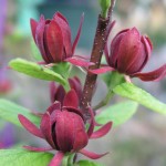 Sweet Shrub (Calycanthus Floridus) 5 seeds