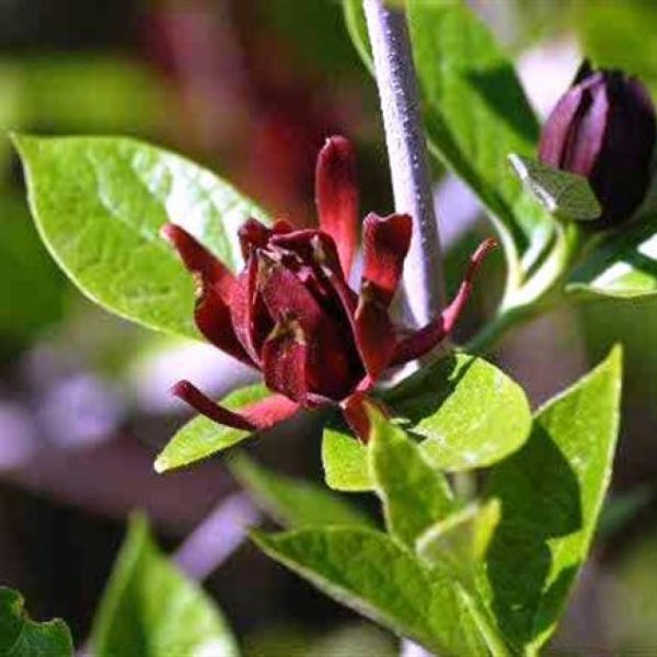 CALICANTUS Also Ideal For Bonsai Winter Sweet Seeds calicanthus Nutmeg