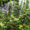 Sweet Shrub (Calycanthus Floridus) 10 seeds