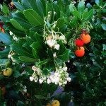 Strawberry Tree (Arbutus Unedo) 10 seeds