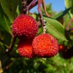 Strawberry Tree (Arbutus Unedo) 10 seeds