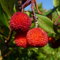 Strawberry Tree (Arbutus Unedo) 10 seeds