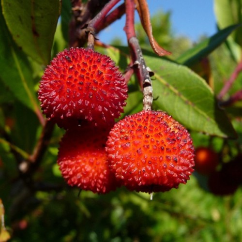 Strawberry Tree (Arbutus Unedo) 5 seeds