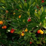 Strawberry Tree (Arbutus Unedo) 5 seeds