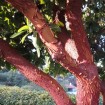 Strawberry Tree (Arbutus Unedo) 10 seeds