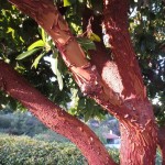 Strawberry Tree (Arbutus Unedo) 5 seeds