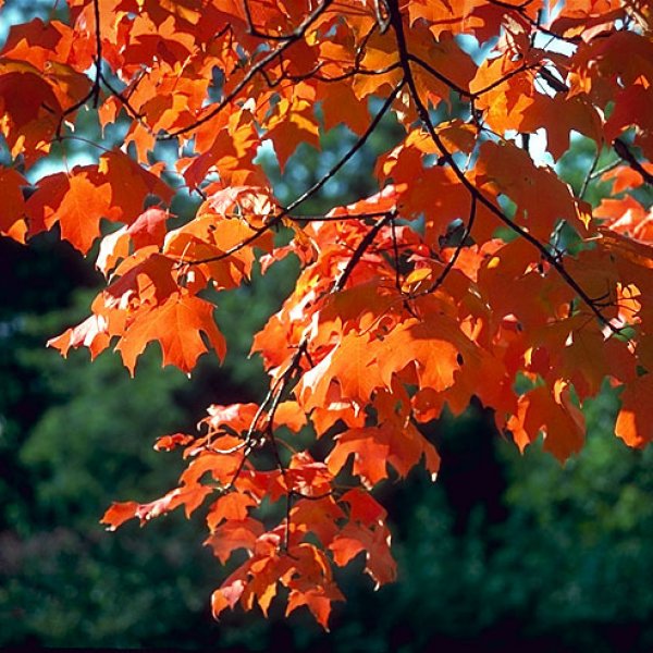 Sugar Maple - Acer Saccharum, Deciduous Trees