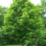 Sugar Maple Northern (Acer Saccharum) 5 seeds