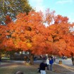 Sugar Maple Northern (Acer Saccharum) 10 seeds