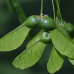 Sugar Maple Northern (Acer Saccharum) 40 seeds