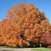 Sugar Maple Northern (Acer Saccharum) 20 seeds