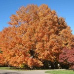 Sugar Maple Northern (Acer Saccharum) 10 seeds