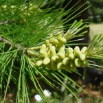 Sugar Pine (Pinus Lambertiana) 5 seeds