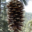 Sugar Pine (Pinus Lambertiana) 10 seeds