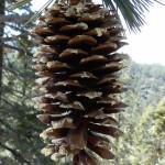 Sugar Pine (Pinus Lambertiana) 5 seeds