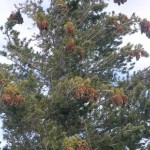 Sugar Pine (Pinus Lambertiana) 10 seeds
