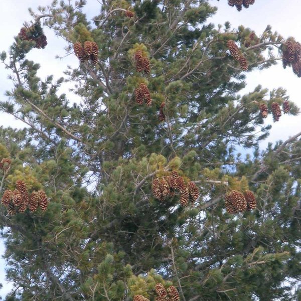 5 SEEDS SUGAR PINE Pinus Lambertiana 