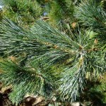 Sugar Pine (Pinus Lambertiana) 10 seeds