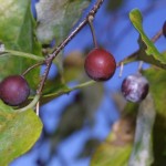 Sugarberry (Celtis Laevigata) 5 seeds
