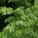 Sugarberry (Celtis Laevigata) 5 seeds