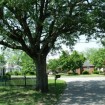 Sugarberry (Celtis Laevigata) 10 seeds