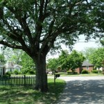 Sugarberry (Celtis Laevigata) 5 seeds