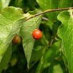 Sugarberry (Celtis Laevigata) 10 seeds