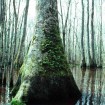 Swamp Tupelo (Nyssa Aquatica) 3 seeds