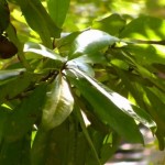 Swamp Tupelo (Nyssa Aquatica) 3 seeds