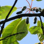 Swamp Tupelo (Nyssa Aquatica) 3 seeds