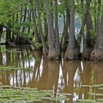 Swamp Tupelo (Nyssa Aquatica) 3 seeds