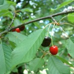 Sweet Cherry (Prunus Avium) 10 seeds