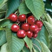 Sweet Cherry (Prunus Avium) 5 seeds