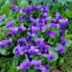 Sweet Violet (Viola Odorata Queen Charlotte) 15 seeds