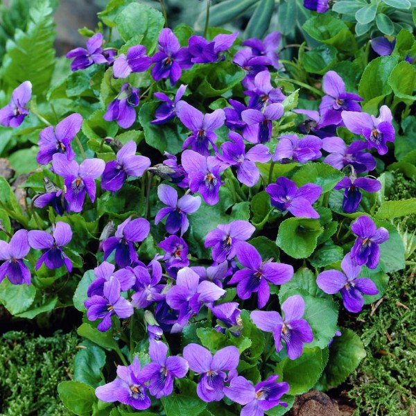 Aamish 100 Viola Odorata Queen Charlotte Flower Seeds