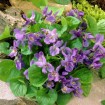 Sweet Violet (Viola Odorata Queen Charlotte) 15 seeds