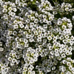 Sweet White Alyssum (Lobularia Maritima) 1000 seeds