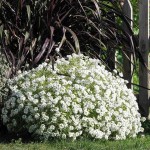 Sweet White Alyssum (Lobularia Maritima) 1000 seeds