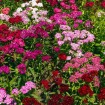 Sweet William (Dianthus Barbatus mix) 25 seeds