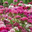 Sweet William (Dianthus Barbatus mix) 25 seeds