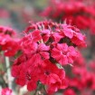 Sweet William (Dianthus Barbatus mix) 25 seeds