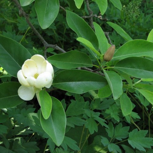 Sweetbay (Magnolia Virginiana) 5 seeds